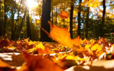 Herfstworkshop